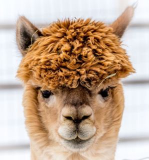 Silver Birch Alpacas
